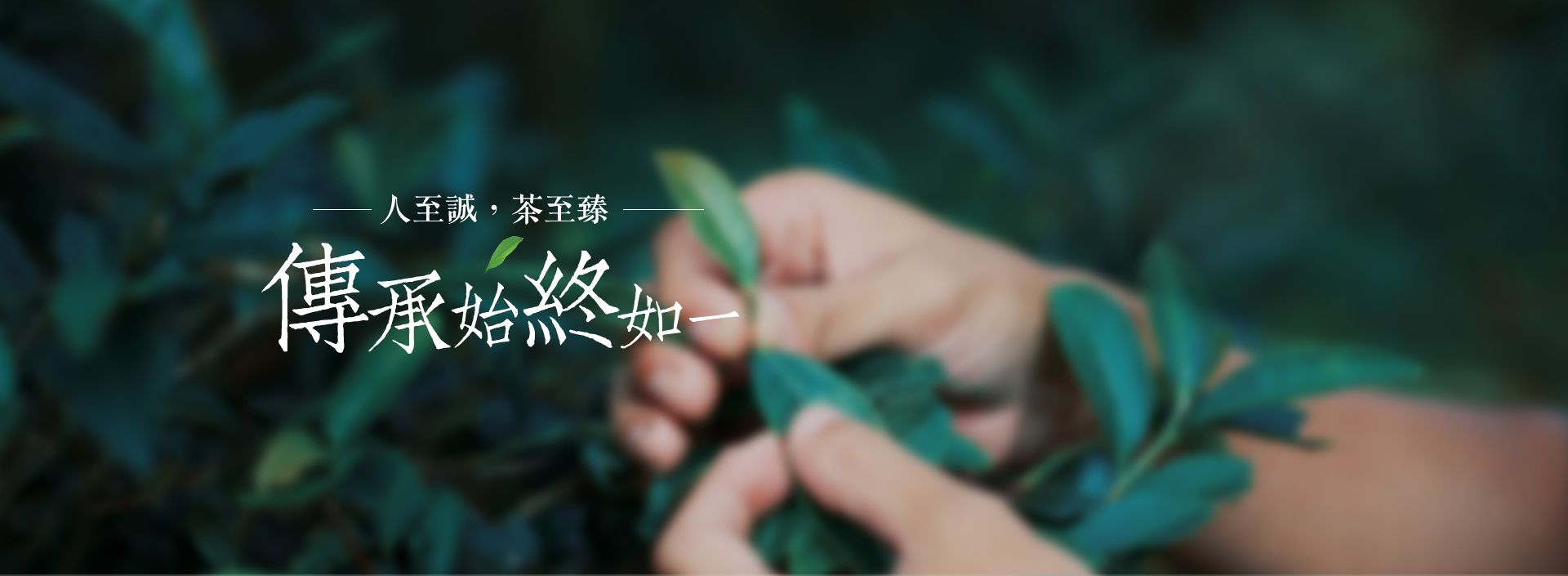 浙江華茗園-華茗園茶業-浙江華茗園茶業有限公司
